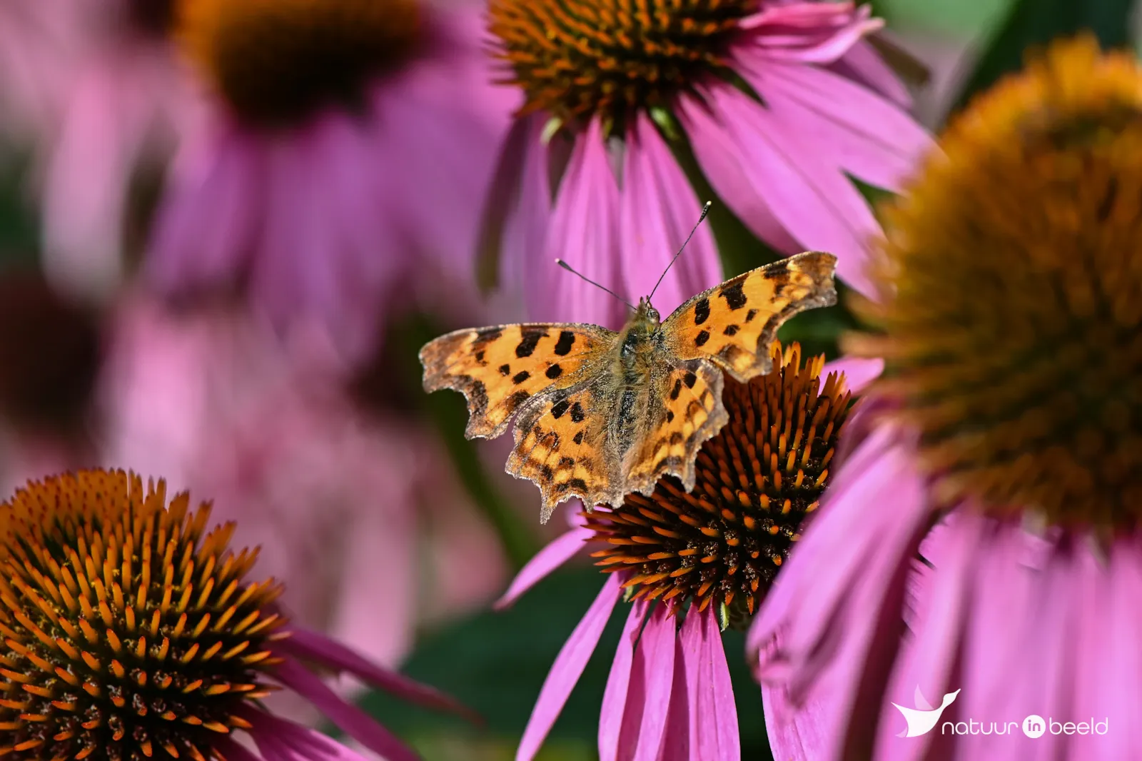 Gehakkelde aurelia in Noord-Holland — natuurfoto van Yvonne van der Meij