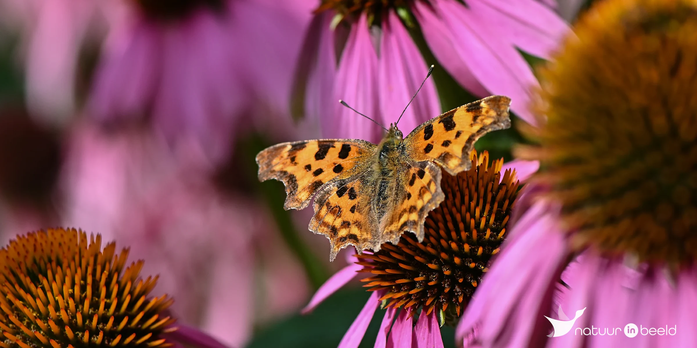 Gehakkelde aurelia in Noord-Holland — natuurfoto van Yvonne van der Meij