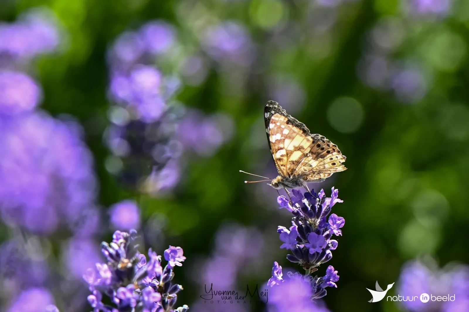 Distelvlinder — natuurfoto van Yvonne van der Meij