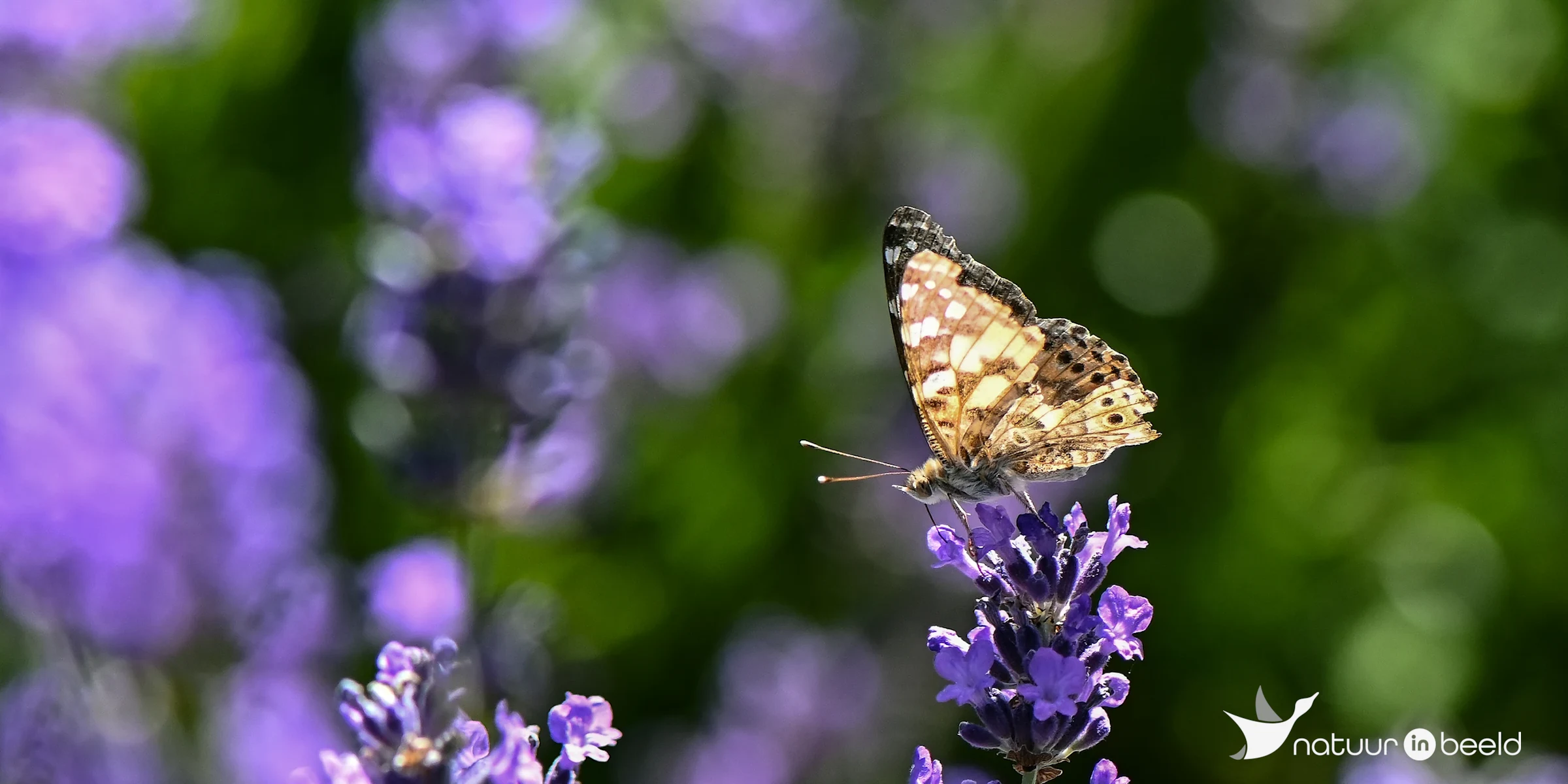 Distelvlinder — natuurfoto van Yvonne van der Meij