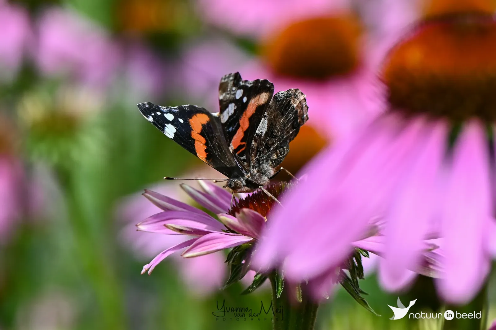 Atalanta — natuurfoto van Yvonne van der Meij