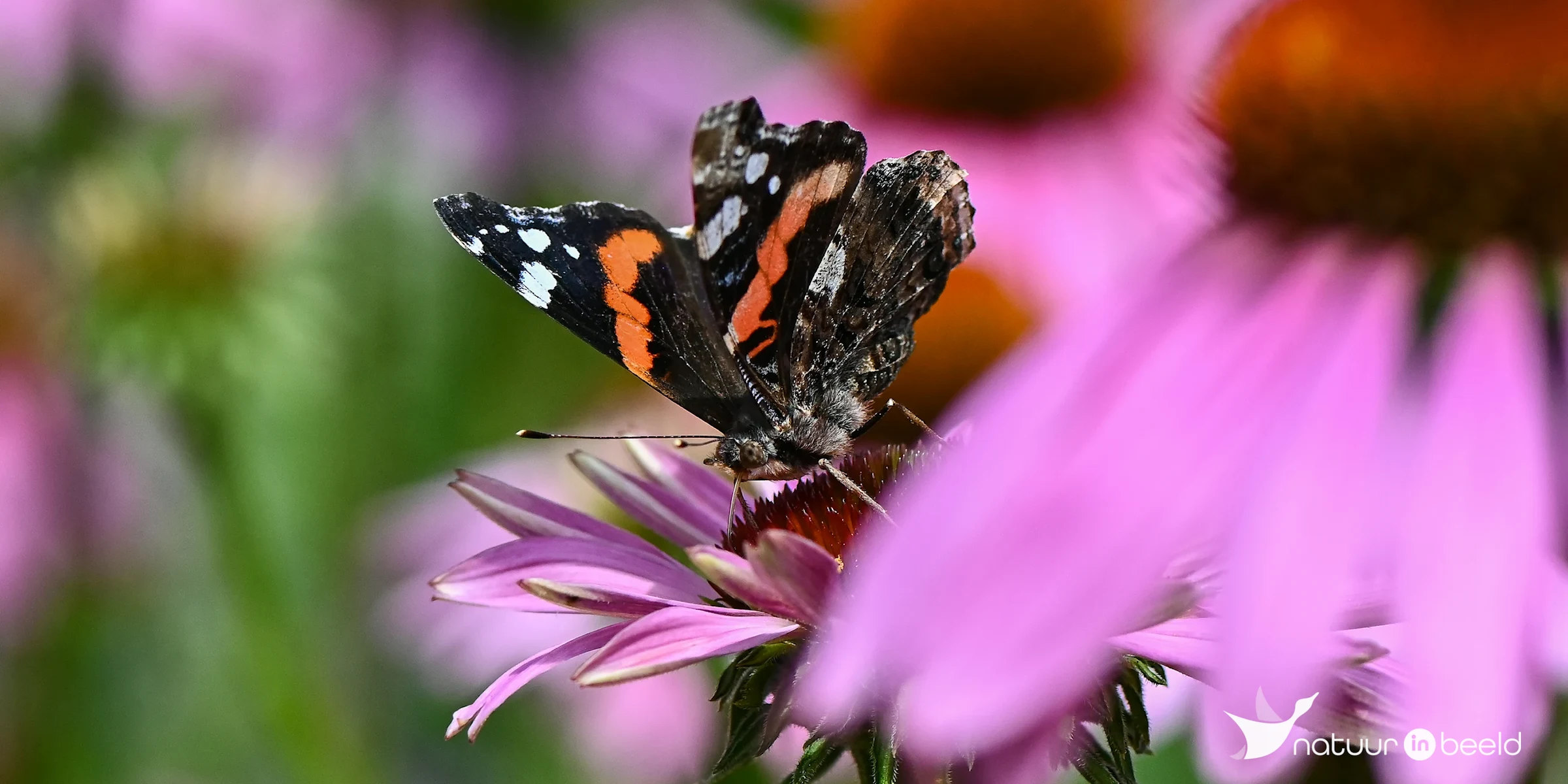 Atalanta — natuurfoto van Yvonne van der Meij