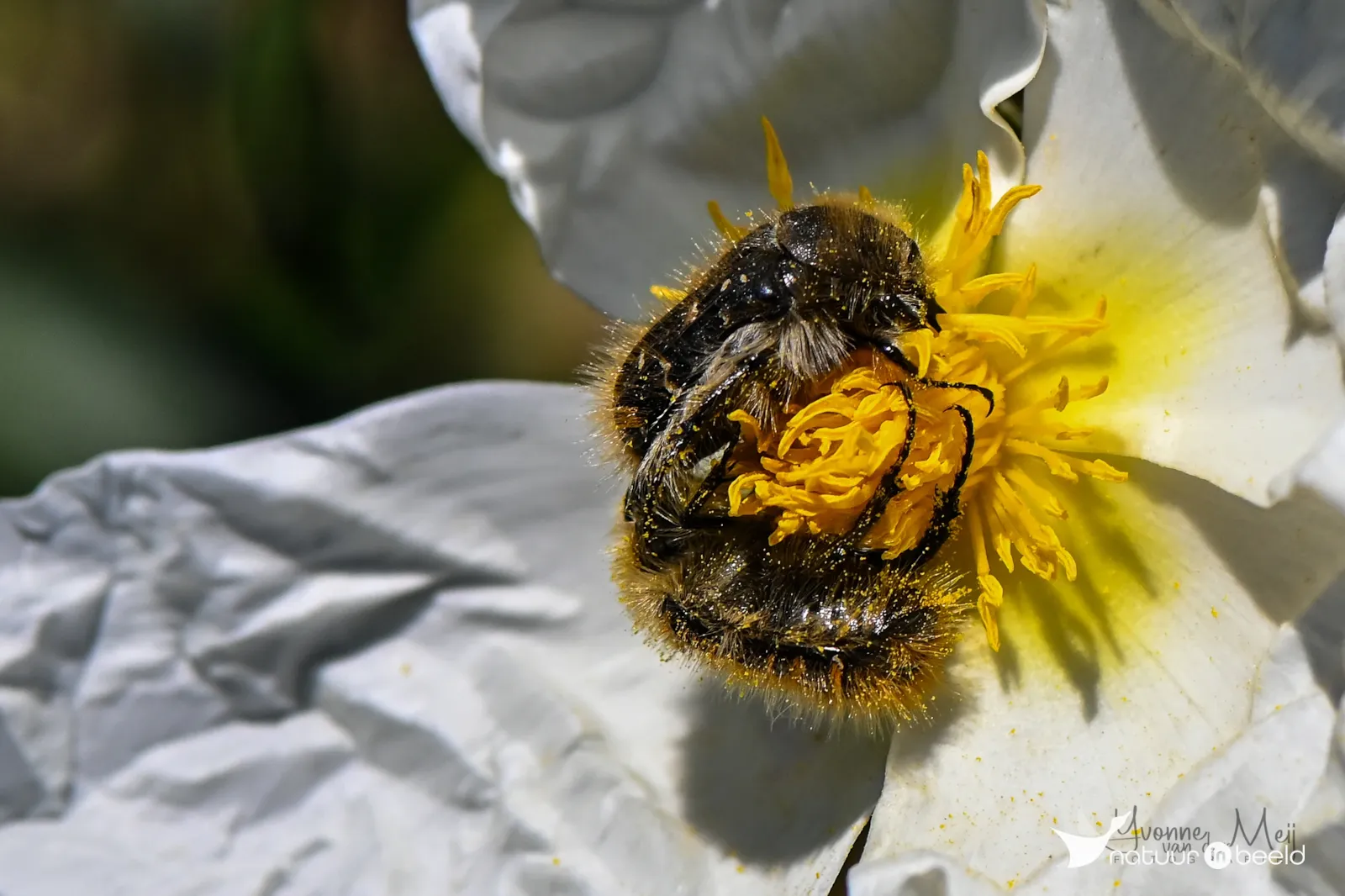 Tropinota Squalida — natuurfoto van Yvonne van der Meij