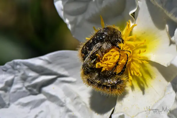 Tropinota Squalida