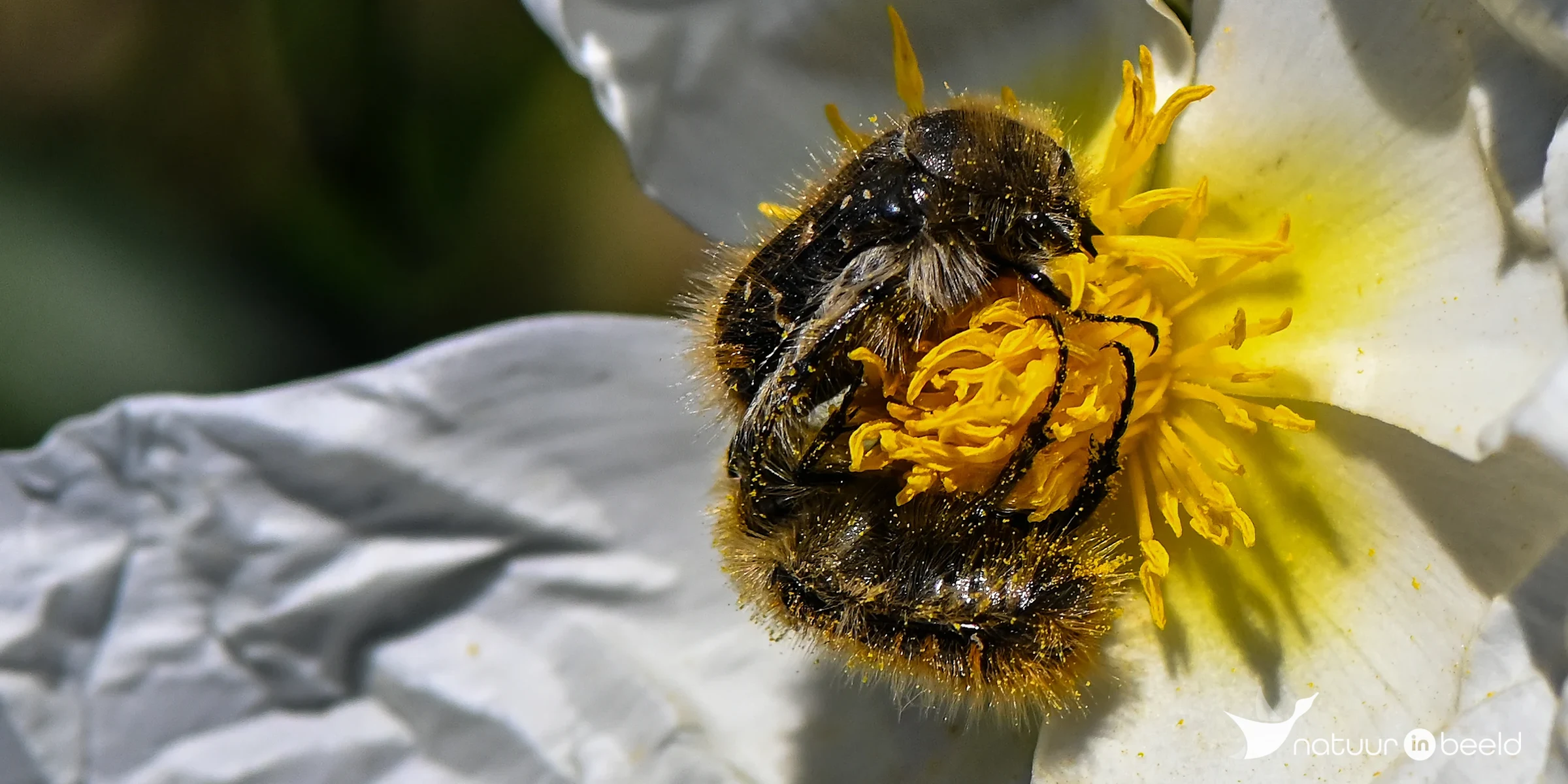 Tropinota Squalida — natuurfoto van Yvonne van der Meij