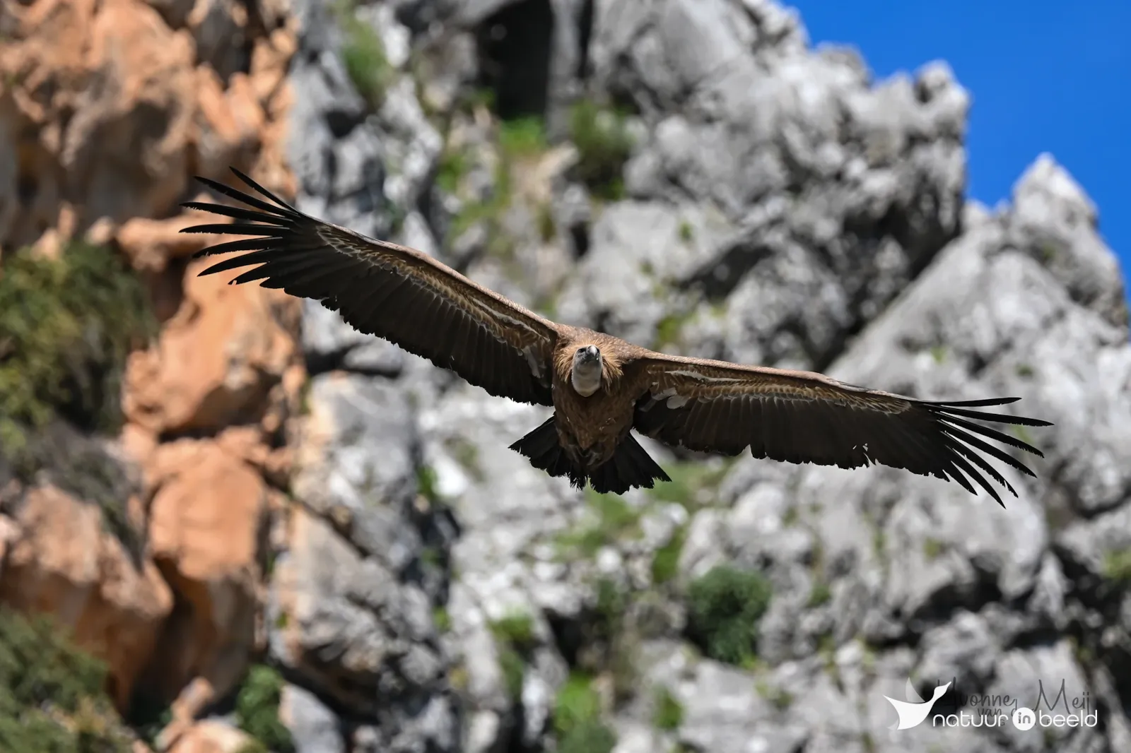 Vale gier — natuurfoto van Yvonne van der Meij