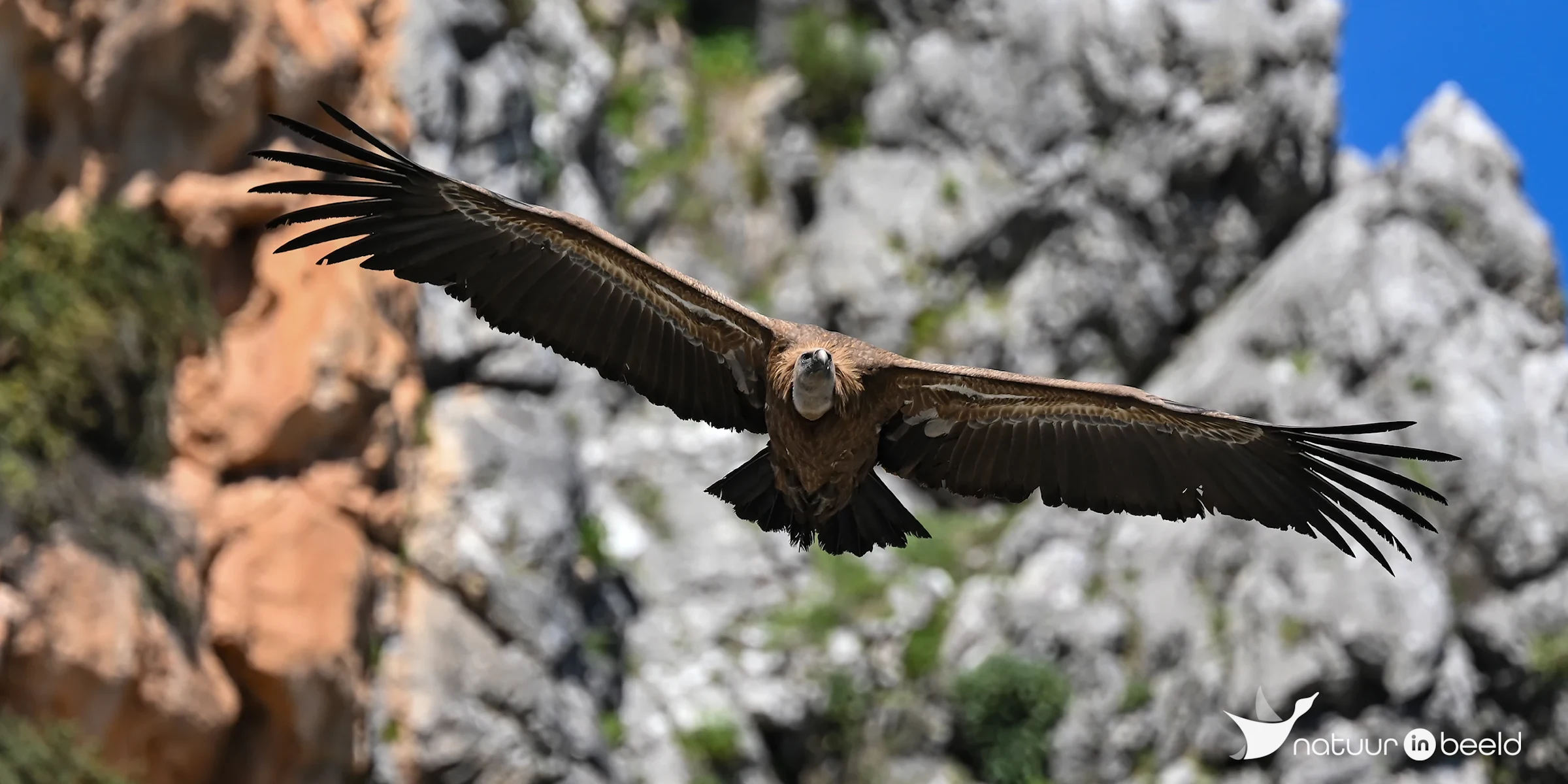 Vale gier — natuurfoto van Yvonne van der Meij