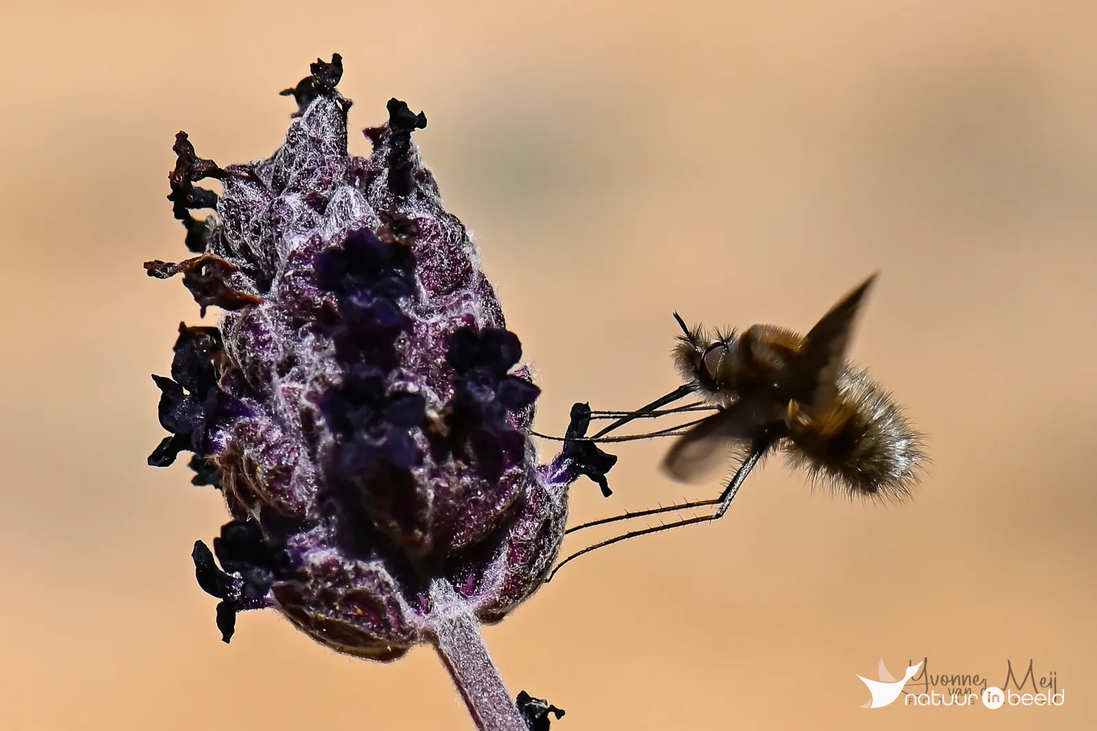Gewone wolzwever — natuurfoto van Yvonne van der Meij