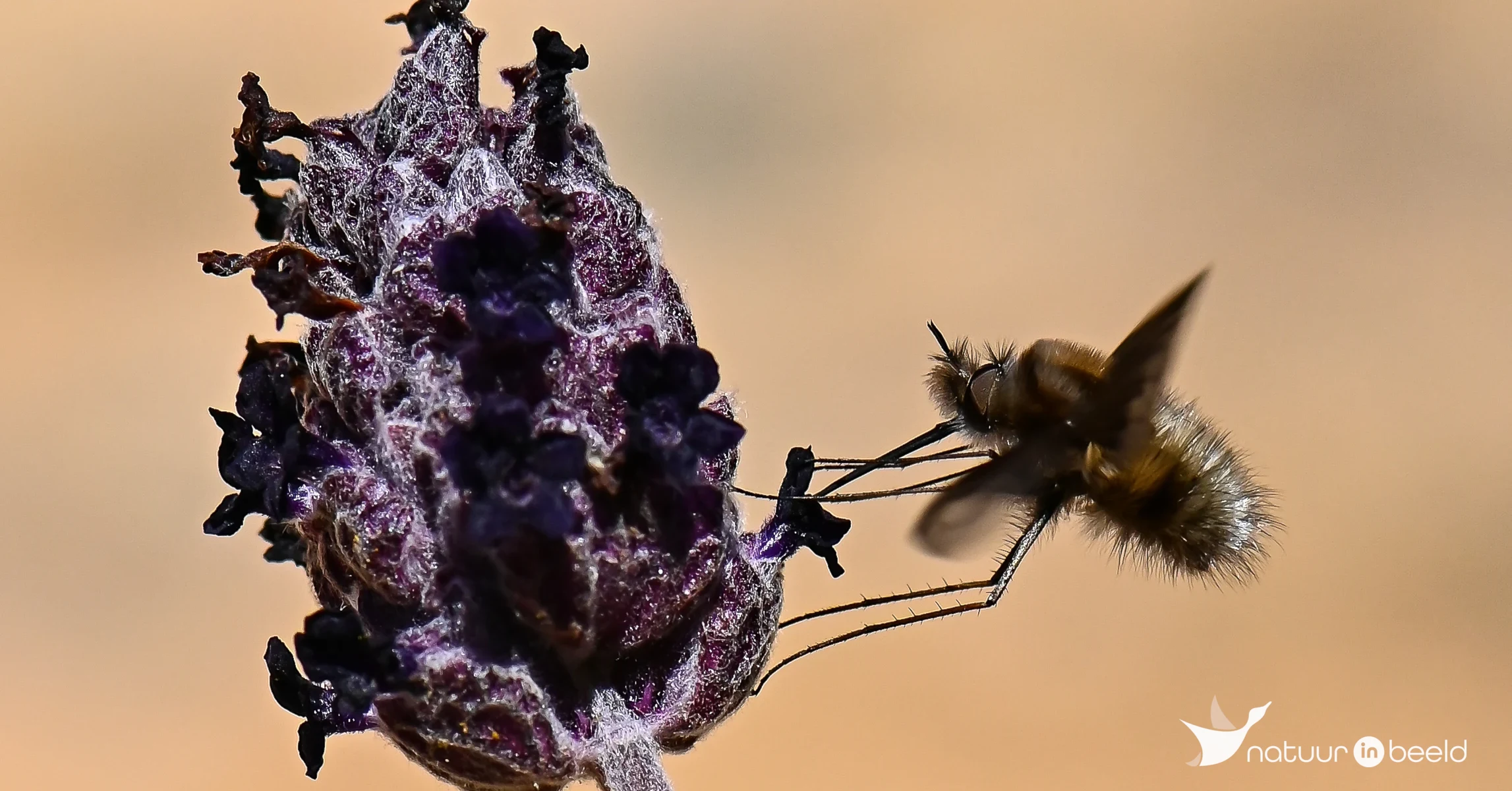 Gewone wolzwever — natuurfoto van Yvonne van der Meij