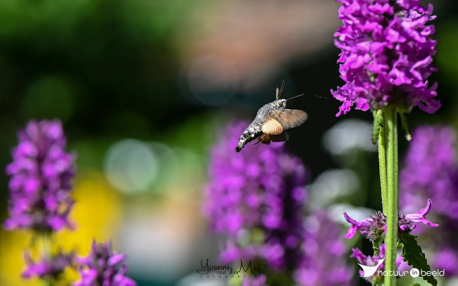 Kolibrievlinder — natuurfoto van Yvonne van der Meij