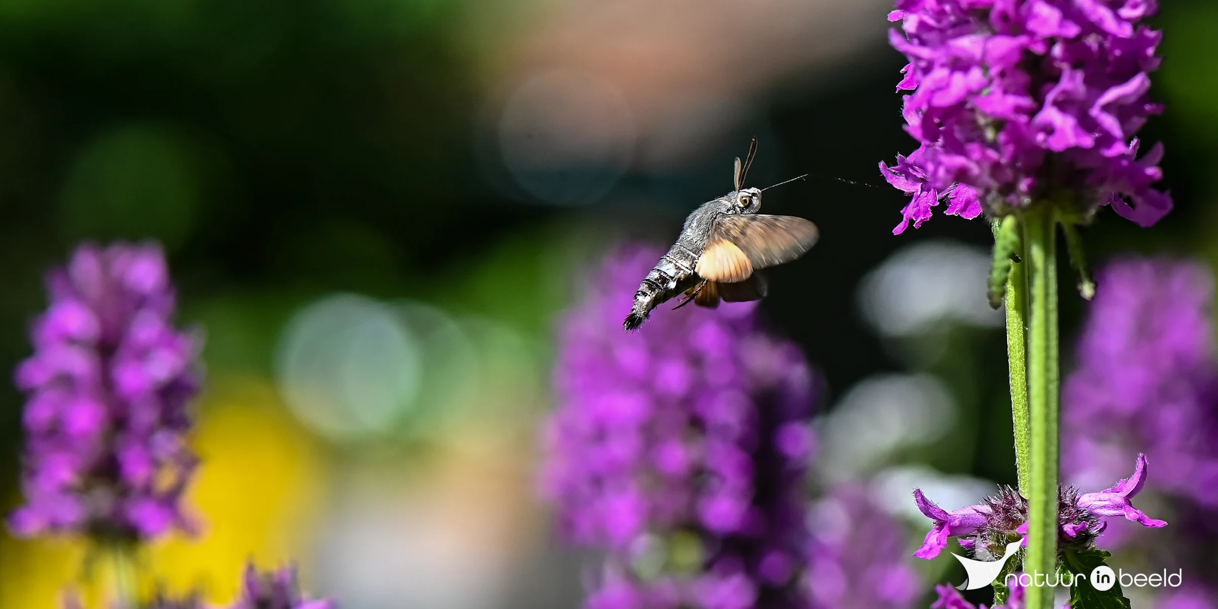 Kolibrievlinder — natuurfoto van Yvonne van der Meij